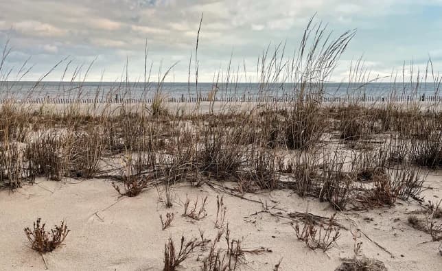 Restoring the shore: A day of service